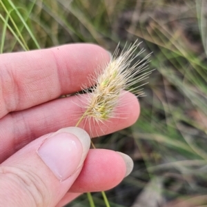 Cynosurus echinatus at QPRC LGA - 16 Dec 2023