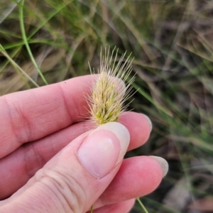 Cynosurus echinatus at QPRC LGA - 16 Dec 2023