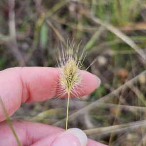 Cynosurus echinatus at QPRC LGA - 16 Dec 2023