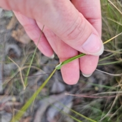 Cynosurus echinatus at QPRC LGA - 16 Dec 2023