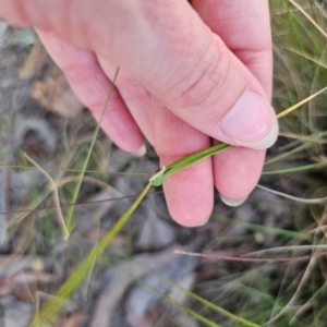 Cynosurus echinatus at QPRC LGA - 16 Dec 2023