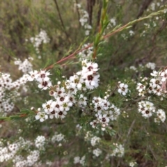 Kunzea ericoides (Burgan) at Mount Taylor - 7 Dec 2023 by BarrieR