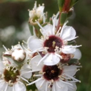 Kunzea ericoides at Mount Taylor - 8 Dec 2023