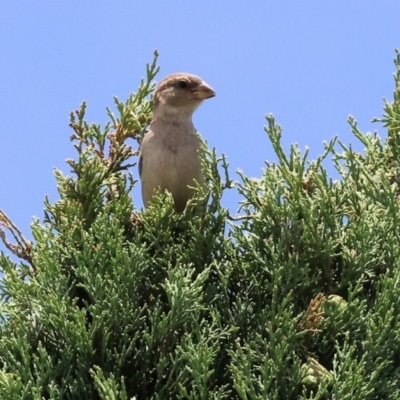 Passer domesticus (House Sparrow) at West Wodonga, VIC - 16 Dec 2023 by KylieWaldon