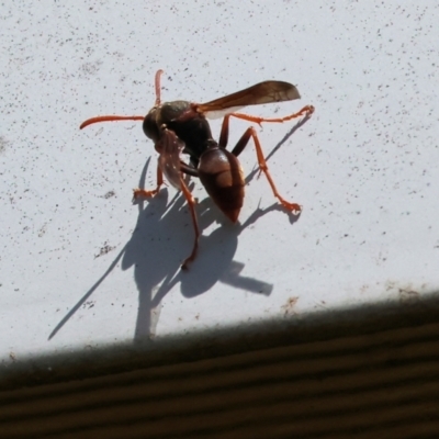 Polistes sp. (genus) (Unidentified paper wasp) at Wodonga - 16 Dec 2023 by KylieWaldon