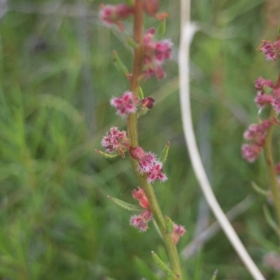 Haloragis heterophylla (Variable Raspwort) at Illilanga & Baroona - 18 Mar 2022 by Illilanga