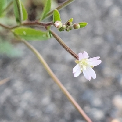 Epilobium ciliatum (A Willow Herb) at Gosford, NSW - 16 Dec 2023 by trevorpreston