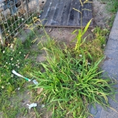 Paspalum dilatatum at Gosford, NSW - 16 Dec 2023