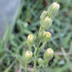 Erigeron bonariensis (Flaxleaf Fleabane) at Gosford, NSW - 16 Dec 2023 by trevorpreston