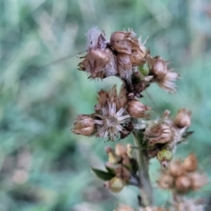 Gamochaeta sp. at Gosford, NSW - 16 Dec 2023