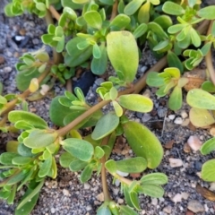Portulaca oleracea (Pigweed, Purslane) at Gosford, NSW - 16 Dec 2023 by trevorpreston