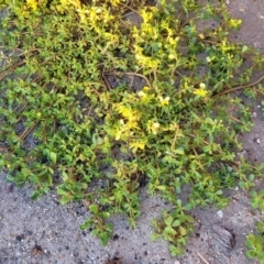 Portulaca oleracea at Gosford, NSW - 16 Dec 2023