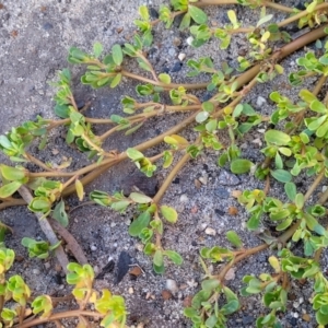 Portulaca oleracea at Gosford, NSW - 16 Dec 2023