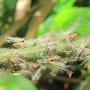 Scolypopa australis at Narrabundah, ACT - 10 Dec 2023