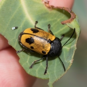 Cadmus (Cadmus) litigiosus at Kuringa Woodlands - 14 Feb 2023