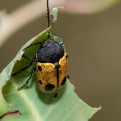 Cadmus (Cadmus) litigiosus at Kuringa Woodlands - 14 Feb 2023