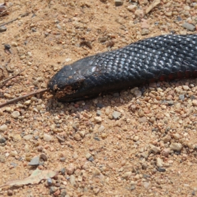 Pseudechis porphyriacus (Red-bellied Black Snake) at Reidsdale, NSW - 16 Dec 2023 by MatthewFrawley
