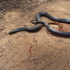 Pseudechis porphyriacus at QPRC LGA - 16 Dec 2023