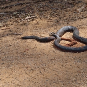 Pseudechis porphyriacus at QPRC LGA - 16 Dec 2023