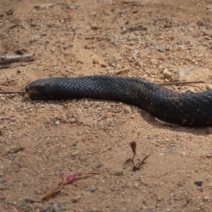 Pseudechis porphyriacus at QPRC LGA - 16 Dec 2023