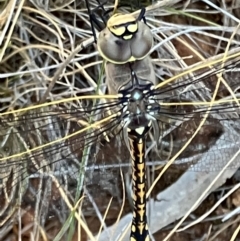 Anax papuensis at Fentons Creek, VIC - 16 Dec 2023 by KL