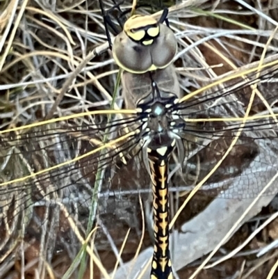 Anax papuensis at Fentons Creek, VIC - 16 Dec 2023 by KL