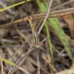 Diplacodes bipunctata (Wandering Percher) at Kuringa Woodlands - 14 Feb 2023 by AlisonMilton