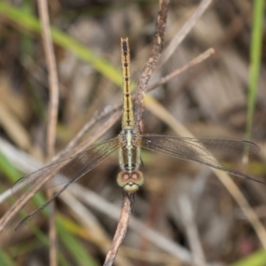 Diplacodes bipunctata at Kuringa Woodlands - 14 Feb 2023