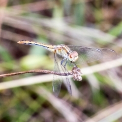 Diplacodes bipunctata at Kuringa Woodlands - 14 Feb 2023