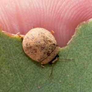 Trachymela sp. (genus) at Fraser, ACT - 14 Feb 2023