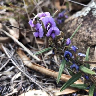 Hovea heterophylla (Common Hovea) at Illilanga & Baroona - 21 Aug 2021 by Illilanga