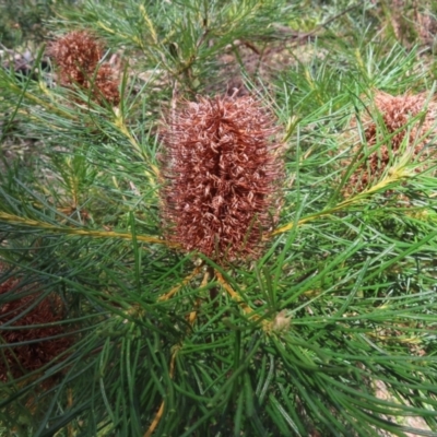 Banksia spinulosa var. spinulosa (Hairpin Banksia) at Monga, NSW - 16 Dec 2023 by MatthewFrawley