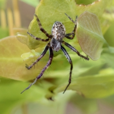 Salsa fuliginata (Sooty Orb-weaver) at Kuringa Woodlands - 14 Feb 2023 by AlisonMilton