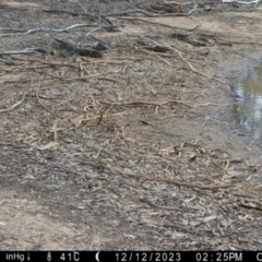 Lichenostomus melanops (Yellow-tufted Honeyeater) at Suttons Dam - 12 Dec 2023 by KL