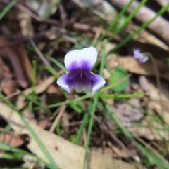 Viola hederacea (Ivy-leaved Violet) at Monga, NSW - 16 Dec 2023 by MatthewFrawley
