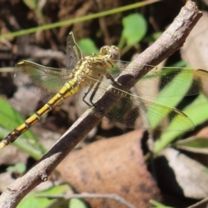 Orthetrum caledonicum at QPRC LGA - 16 Dec 2023