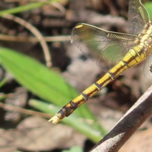 Orthetrum caledonicum at QPRC LGA - 16 Dec 2023 03:13 PM