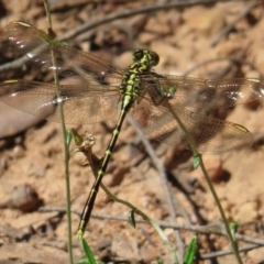 Austrogomphus guerini (Yellow-striped Hunter) at QPRC LGA - 16 Dec 2023 by MatthewFrawley