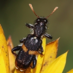 Eleale pulchra (Clerid beetle) at Red Hill to Yarralumla Creek - 15 Dec 2023 by LisaH