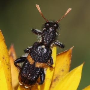 Eleale pulchra at Red Hill to Yarralumla Creek - 15 Dec 2023