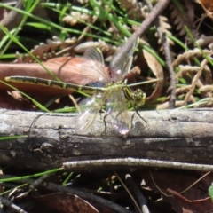 Austrogomphus guerini (Yellow-striped Hunter) at QPRC LGA - 16 Dec 2023 by MatthewFrawley