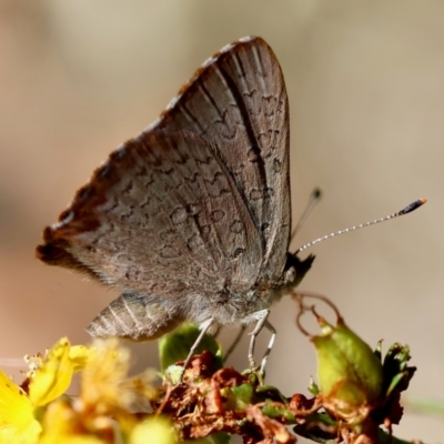 Paralucia pyrodiscus (Fiery Copper) at Red Hill Nature Reserve - 15 Dec 2023 by LisaH