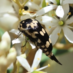 Hoshihananomia leucosticta at Red Hill Nature Reserve - 15 Dec 2023 12:40 PM