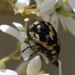 Hoshihananomia leucosticta at Red Hill Nature Reserve - 15 Dec 2023 12:40 PM