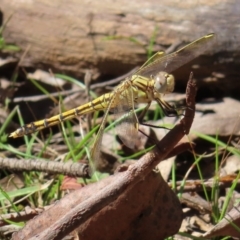 Orthetrum caledonicum (Blue Skimmer) at Monga, NSW - 16 Dec 2023 by MatthewFrawley