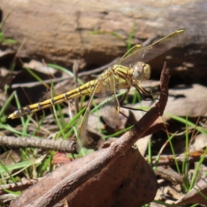 Orthetrum caledonicum at Monga National Park - 16 Dec 2023