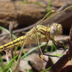 Orthetrum caledonicum at Monga National Park - 16 Dec 2023 03:19 PM