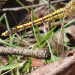 Orthetrum caledonicum at Monga National Park - 16 Dec 2023 03:19 PM