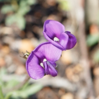 Swainsona sericea (Silky Swainson-Pea) at Illilanga & Baroona - 11 Oct 2021 by Illilanga