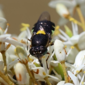 Odontomyia hunteri at Red Hill Nature Reserve - 15 Dec 2023 12:31 PM